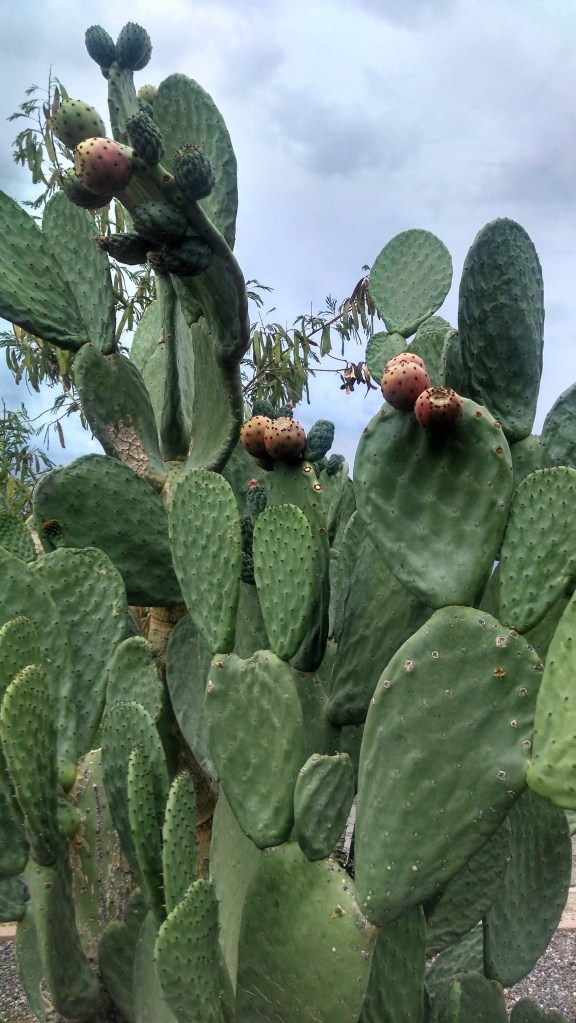 IMG_20140703_174948212_HDR[1]