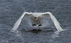 Image borrowed from http://www.bbc.co.uk/nature/life/Mute_Swan